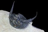 Spiny Leonaspis Trilobite - Large Specimen #71197-5